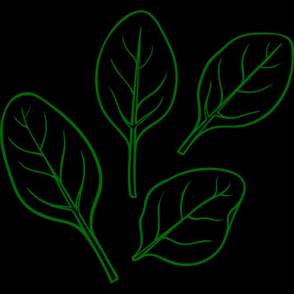 Spinach Thumbnail