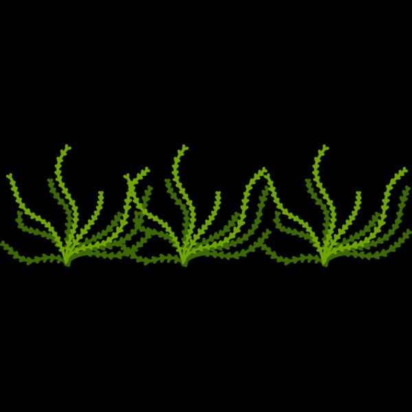Sea Plant Thumbnail